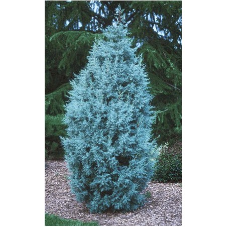 Cupressus Arizonica - 10 graines