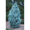 Cupressus Arizonica - 10 graines