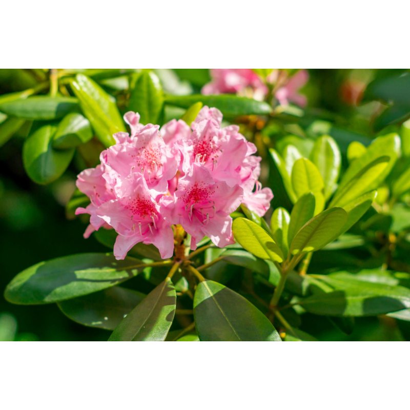 Rhododendron sp Hardy evergreen mix - 10 graines Rhododendron sp Hardy evergreen mix - 10 graines