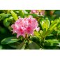 Rhododendron sp Hardy evergreen mix
