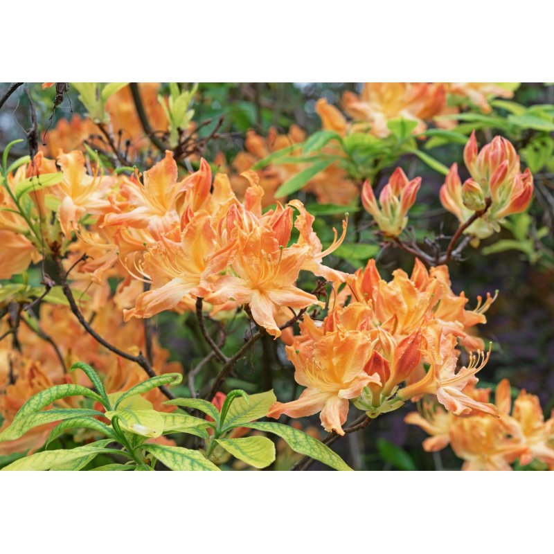 Rhododendron sp Hardy deciduous mix - 10 graines
