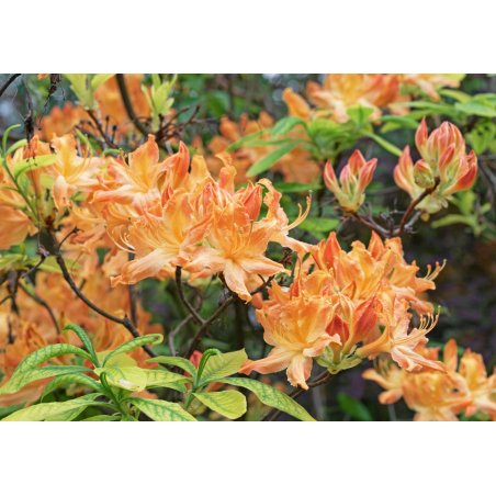 Rhododendron sp Hardy deciduous mix
