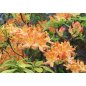 Rhododendron sp Hardy deciduous mix