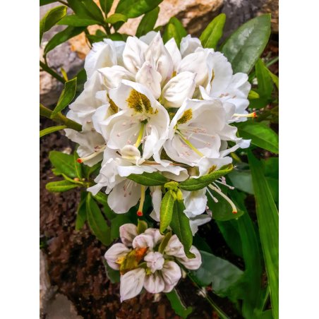 Rhododendron Maximum - 10 graines