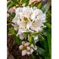 Rhododendron Maximum - 10 graines