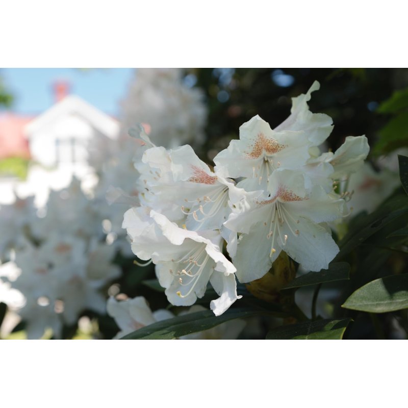 Rhododendron Maximum - 10 graines