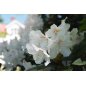 Rhododendron Maximum