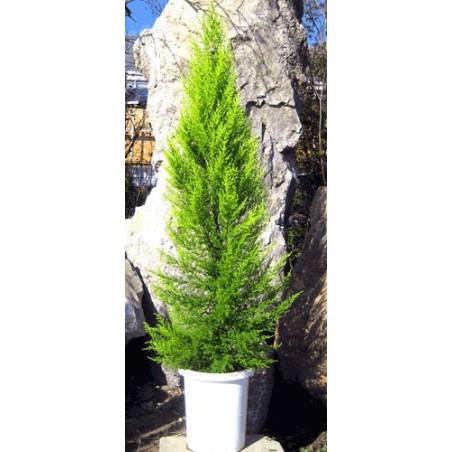 Cupressus Macrocarpa - 10 graines