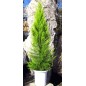 Cupressus Macrocarpa - 10 graines