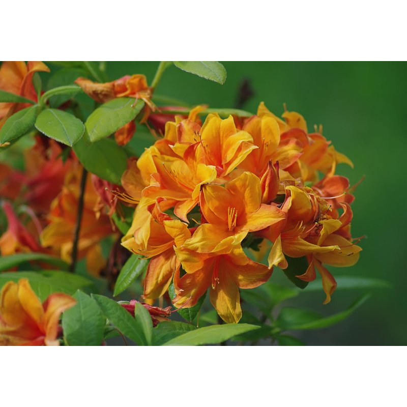 Rhododendron Austrinum - 10 graines