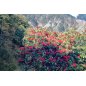 Rhododendron Arboreum Wild - 10 graines