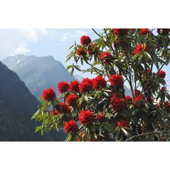 Rhododendron Arboreum Wild fleurs