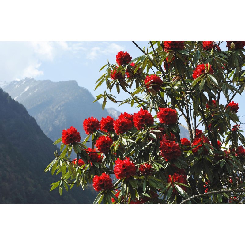 Rhododendron Arboreum Wild - 10 graines
