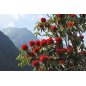 Rhododendron Arboreum Wild fleurs