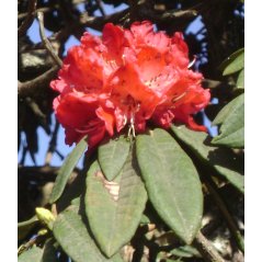 Rhododendron Arboreum