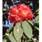 Rhododendron Arboreum