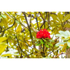 Rhododendron Arboreum - 10 graines