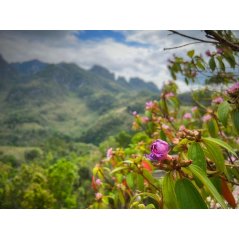 Rhododendron de Malabar - 10 graines