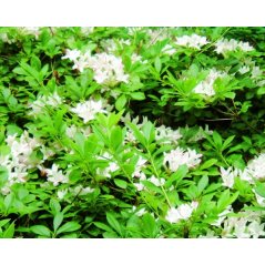 Rhododendron Arborescens - 10 graines