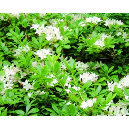 Rhododendron Arborescens - 10 graines