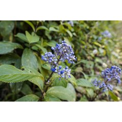 Dichroa Febrifuga fleurs