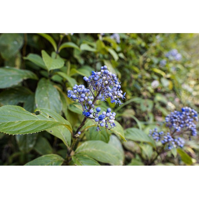 Dichroa Febrifuga - 10 graines Dichroa Febrifuga - 10 graines