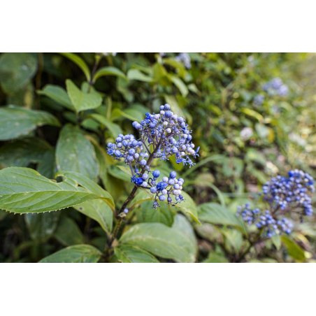 Dichroa Febrifuga fleurs