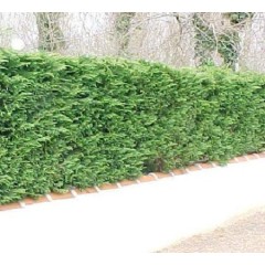 Cupressus Sempervirens Horizontalis - 10 graines