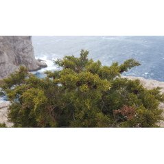 Juniperus turbinata