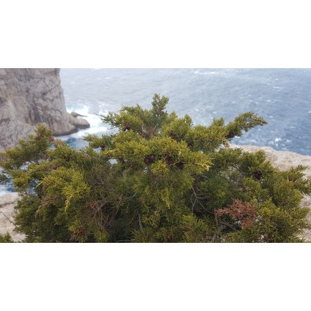 Juniperus turbinata