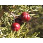 Juniperus Turbinata - 10 graines