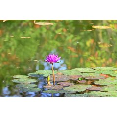 Nénuphar violet - Nymphaea pubescens purple