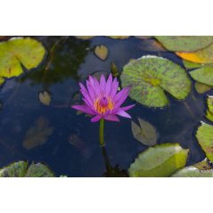 Nymphaea Pubescens purple - 10 graines