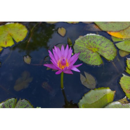 Nymphaea Pubescens purple - 10 graines