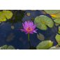Nymphaea Pubescens purple - 10 graines