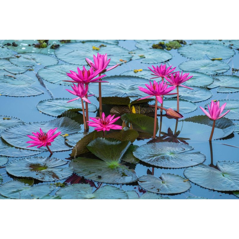 Nymphaea Pubescens pink - 10 graines