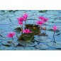 Nymphaea Pubescens rose fleurs