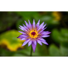 Nymphaea Nouchali var. caerulea - 10 graines