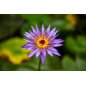 Nymphaea Nouchali var. caerulea - 10 graines