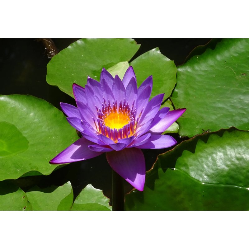 Nymphaea Nouchali var. caerulea - 10 graines
