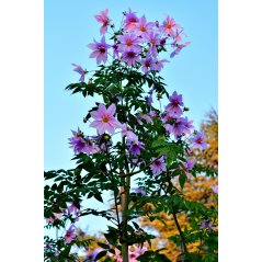Dahlia Imperialis fleurs