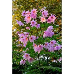 Dahlia Imperialis - 10 graines