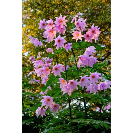 Dahlia Imperialis - 10 graines