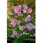 Dahlia Imperialis - 10 graines