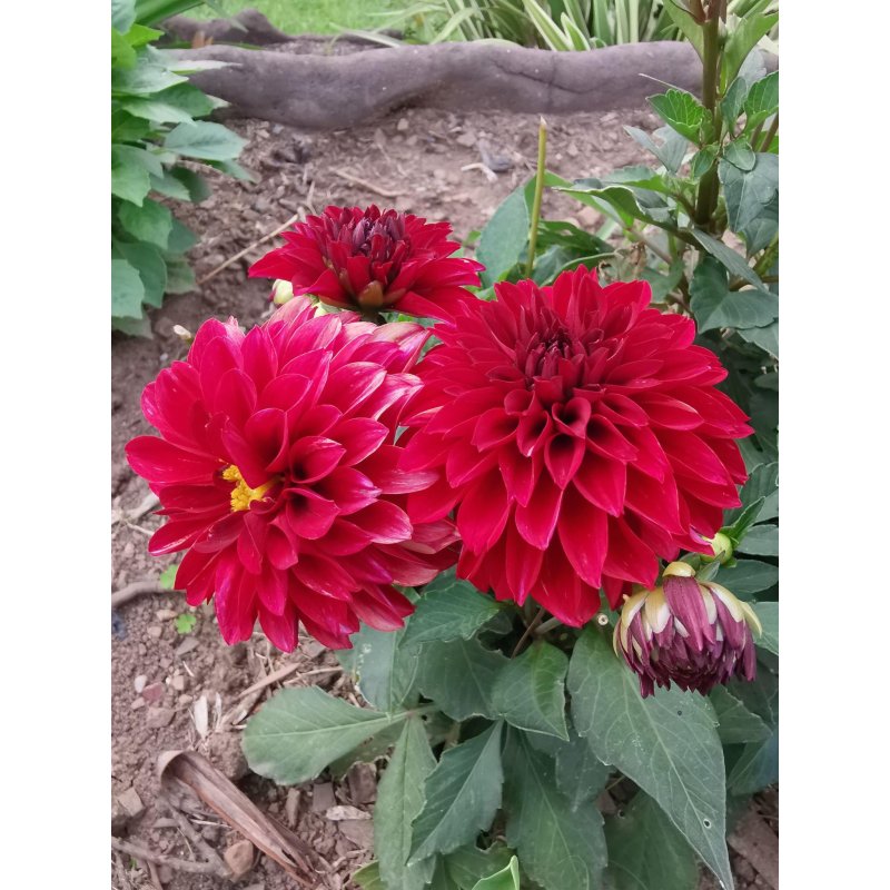 Dahlia Coccinea - 10 graines