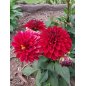 Dahlia Coccinea fleurs