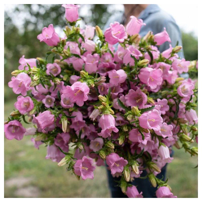 Dahlia Campanulata - 10 graines Dahlia Campanulata - 10 graines