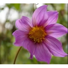 Dahlia Australis - 10 graines