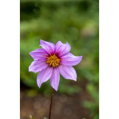 Dahlia Australis