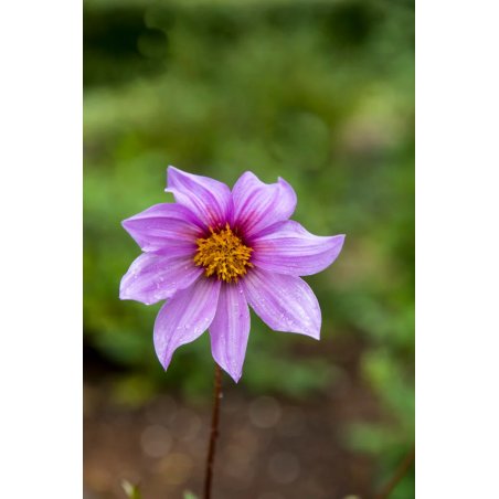 Dahlia Australis